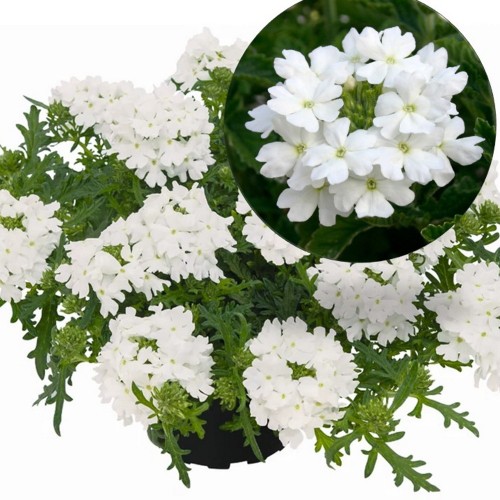 Verbena 'VEPITA White' - Aed-raudürt 'VEPITA White' 